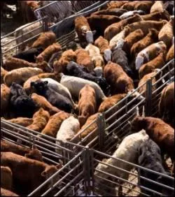 Quel philosophe s'interroge dans un livre sur les droits des animaux ?