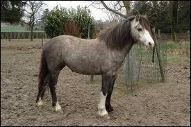 Au-dessous de quelle taille un cheval est-il class parmi les poneys ?