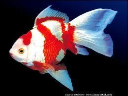 3 poissons sont dans un seau, l'un meurt. Combien en reste-t-il ?