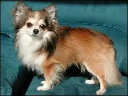 Quelle est sa race ?