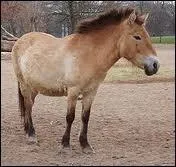 Quelle est sa race ?