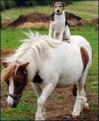 Quelles sont leurs races ?