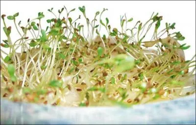 Une autre tradition est encore rpandue au Portugal. Que font les familles avec des graines (bl, orge, petit pois) ?