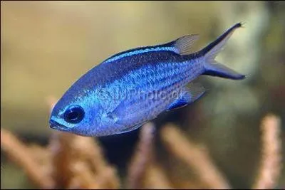 ESt-ce un Chromis ?