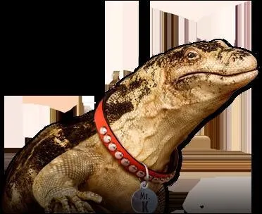 Comment s'appelle le meilleur ami de Ravi ?