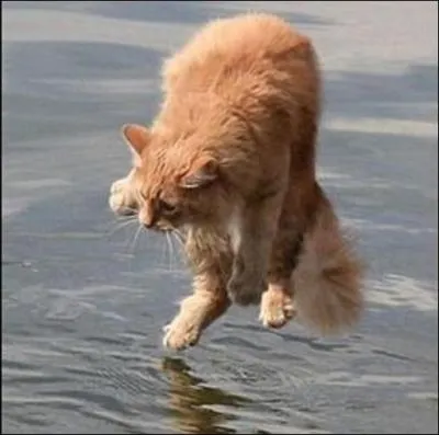 Animaux - Les chats savent-ils nager ?