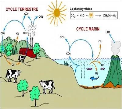 Nature - D'o provient la moiti de l'oxygne prsent sur Terre ?
