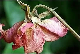 Si j'abordais ce sujet pineux, je serais compltement pique !