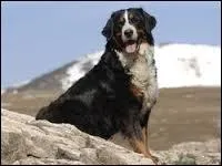  quelle race appartient ce chien ?