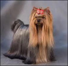 Quelle est la race de ce chien ?