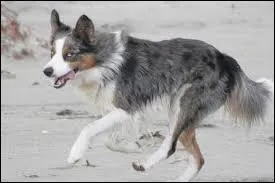 De quelle race est ce chien ?