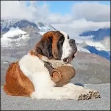 Quelle est la race de ce chien ?