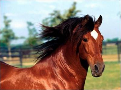 Un cheval avec le corps marron et la crinire et la queue noires est ...
