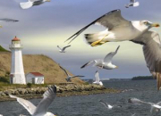 Quiz Les Oiseaux marins d'Europe
