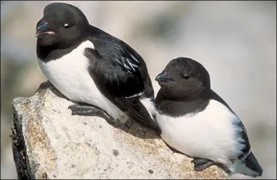 Ils nichent au Gronland par milliers. Ce sont les :