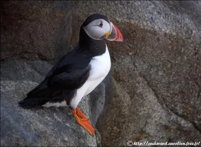 Fratercula arctica est le plus petit oiseau nicheur au sud de l'Arctique. Mais connaissez vous son nom franais ?