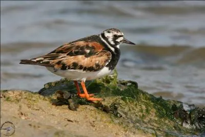 Petit limicole  bec court, il retourne les pierres avec son bec, d'o son nom de :