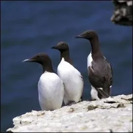 Quel est le plus commun des alcids europens ?