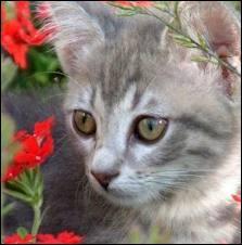 Est-ce qu'on peut avoir des animaux ?