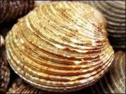 Quel est ce fruit de mer ?