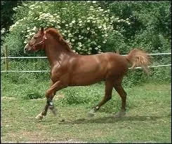 Quelle est la couleur de cette robe ?