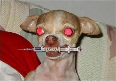 Quelle excuse invoque le cycliste Franck Vandenbroucke pour justifier la prsence chez lui de flacons de clenbuterol ?