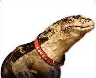 Qui est ce lzard appartenant  Ravi ?