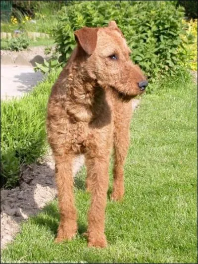 Quelle race de chiens est-ce ?