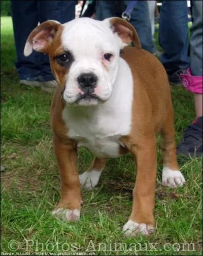 Quelle race de chiens est-ce ?