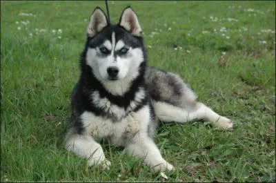 Quelle race de chiens est-ce ?