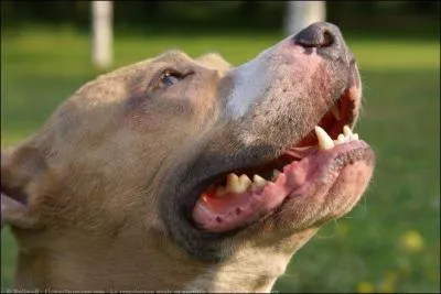 Quelle race de chiens est-ce ?
