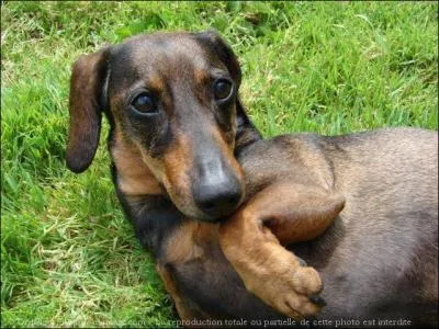 Quelle race de chiens est-ce ?