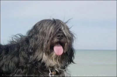 Quelle race de chiens est-ce ?