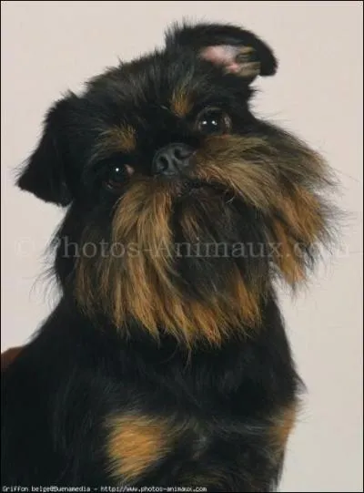 Quelle race de chiens est-ce ?