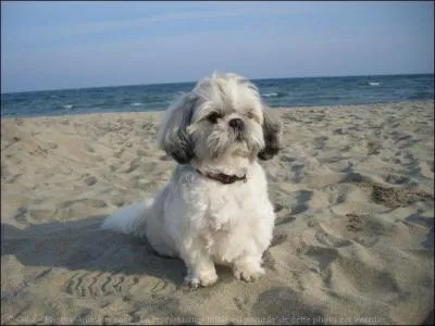 Quelle race de chiens est-ce ?