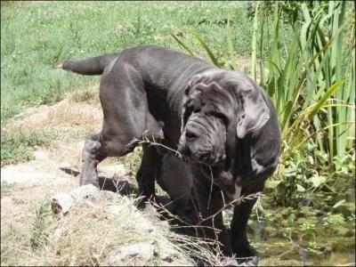 Quelle race de chiens est-ce ?