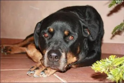 Quelle race de chiens est-ce ?