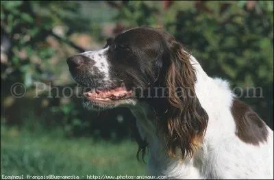 Quelle race de chiens est-ce ?