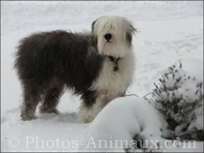 Quelle race de chiens est-ce ?