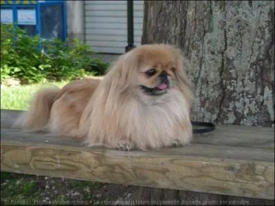 Quelle race de chiens est-ce ?