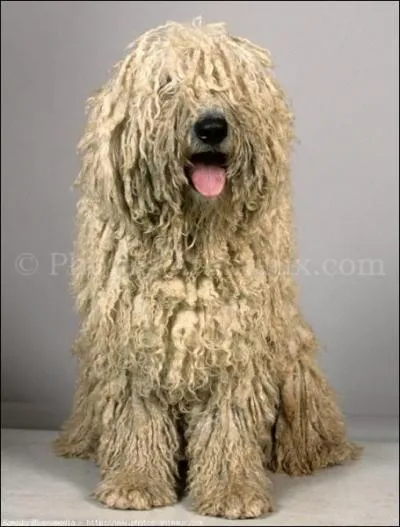 Quelle race de chiens est-ce ?