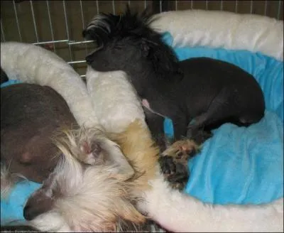 Quelle race de chiens est-ce ?