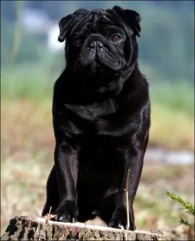 Quelle race de chiens est-ce ?