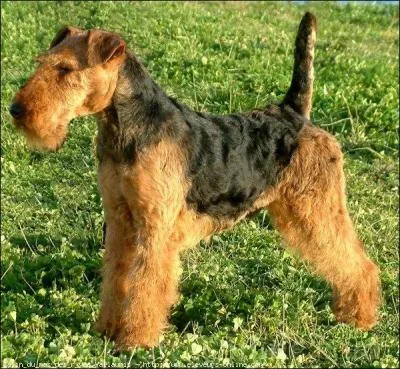 Quelle race de chiens est-ce ?