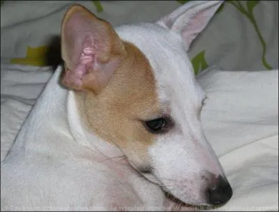 Quelle race de chiens est-ce ?