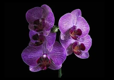 Comment s'appelle la suite de  Pas d'orchides pour Miss Blandish  ?