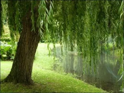 Quel acide bien utile se trouve dans l'corce du saule ?