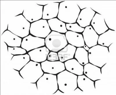 Qui est  l'origine de la notion de  tissu  ?