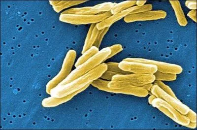Quel scientifique isola le bacille responsable de la tuberculose ?