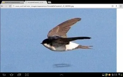 Des oiseaux comme l'hirondelle de fentre et la cigogne blanche migrent vers le sud  l'automne pour passer l'hiver en Europe mridionale ou en Afrique o il fait plus chaud. Mais comment appelle-t-on les oiseaux non migrateurs ?